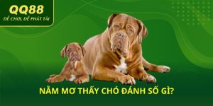 Nằm mơ thấy chó đánh số gì?